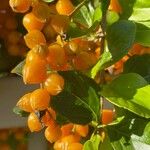 Duranta erecta Mbuma