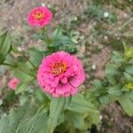 Zinnia elegansBlüte