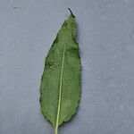 Rumex conglomeratus Blatt