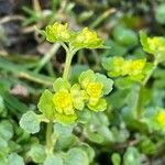 Chrysosplenium oppositifoliumBloem