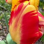 Tulipa grengiolensis Flower