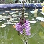 Physostegia virginianaBlüte