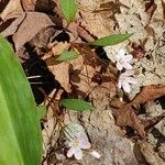 Claytonia caroliniana ফুল