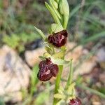 Ophrys provincialis Blüte