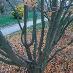 Acer palmatum Кора