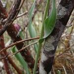 Fritillaria tubaeformis Leht