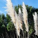 Cortaderia selloana Fleur