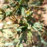 Cylindropuntia kleiniae Leaf
