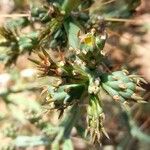 Cylindropuntia kleiniae 葉