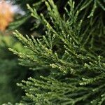 Sequoiadendron giganteum Blad