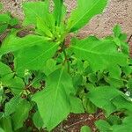 Euphorbia heterophylla Folha