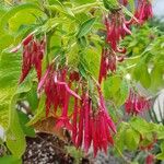 Fuchsia magellanicaBlodyn