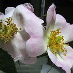 Rosa stylosa 花