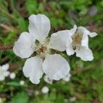 Rubus argutusFlor