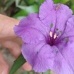 Ruellia simplexFlower