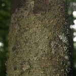 Lacmellea aculeata Kabuk
