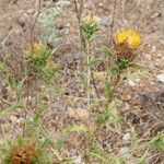 Carlina corymbosa Hoja