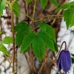 Clematis alpina ഇല