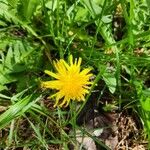 Taraxacum cucullatiforme 花