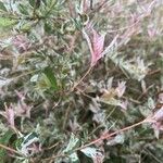 Salix integra Blüte