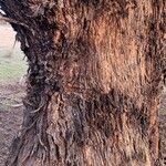 Eucalyptus sideroxylon Kůra
