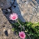Crepis rubra Kvet