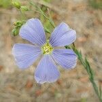 Linum lewisii പുഷ്പം