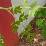 Moringa oleifera পাতা