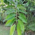 Annona glabra List