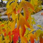 Sassafras albidumYaprak