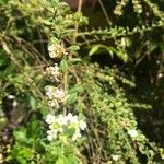 Lippia micromera Лист