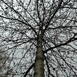 Liquidambar styraciflua Libunga