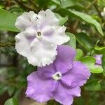 Brunfelsia pauciflora Çiçek