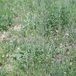 Sisymbrium orientale Hábito