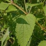 Scutellaria lateriflora Leaf