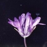 Dichelostemma congestum Flower