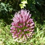 Allium sphaerocephalon Fiore