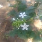 Plumbago zeylanicaFlower