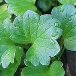 Ranunculus muricatus Leaf