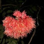 Brownea grandiceps 花