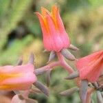 Echeveria bifida Кветка