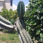 Cereus hexagonus Leaf