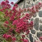 Centranthus ruberFlower