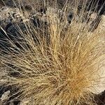 Muhlenbergia rigens Fuelha