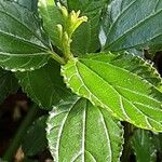 Ceanothus thyrsiflorus Leaf
