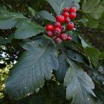 Sorbus intermedia ফল