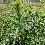 Cirsium vulgareBlad