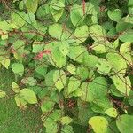 Persicaria virginiana Flor