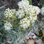 Hormathophylla spinosa Kvet
