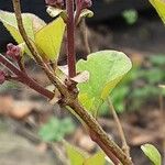 Syringa pubescens Blomma